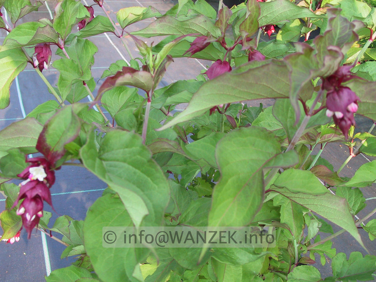 Leycesteria formosa Purple Rain 03.JPG